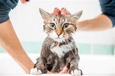 Unlocking the Benefits of a Cat Wash at Magic Hands in North Haven